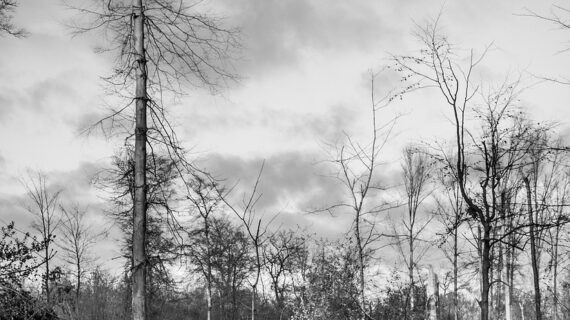 storm damage, forest, devastation-595375.jpg