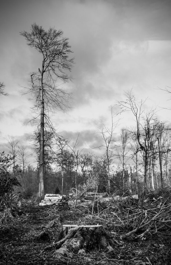 storm damage, forest, devastation-595375.jpg